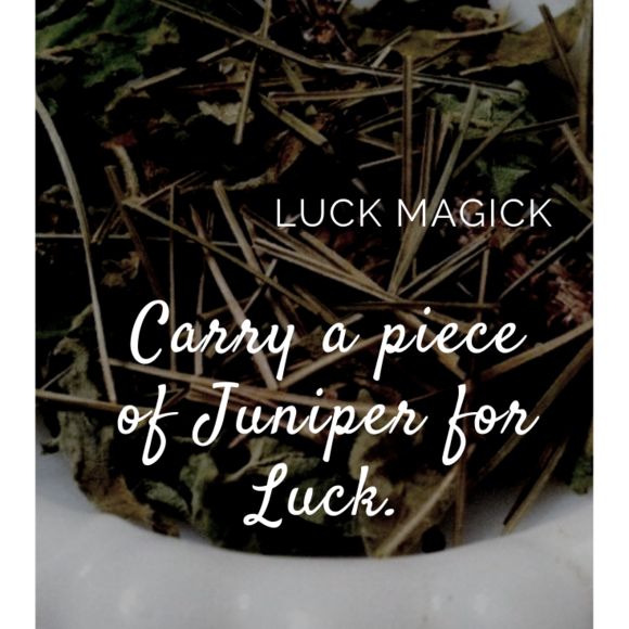Juniper for Luck / Kitchen Witchery  Magick 