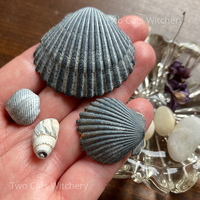 sea shells for witchcraft magick