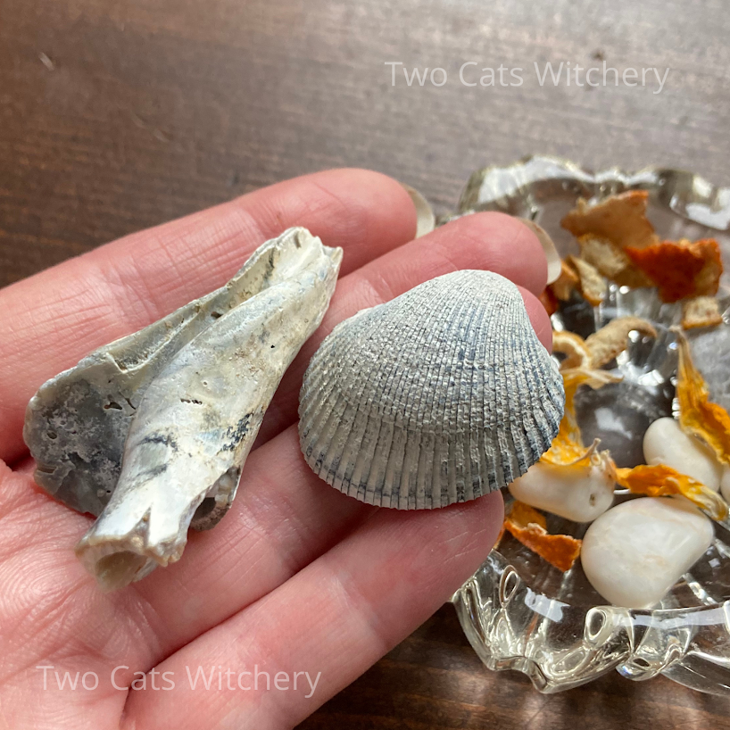 sea shells in witchcraft